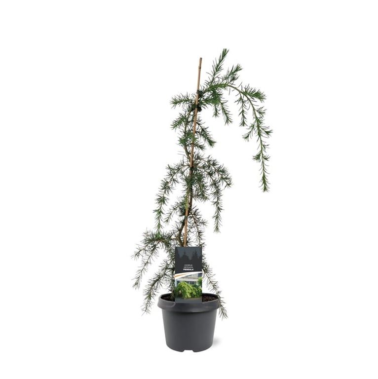 Cedrus deodara 'Pendula' | Hamiplant