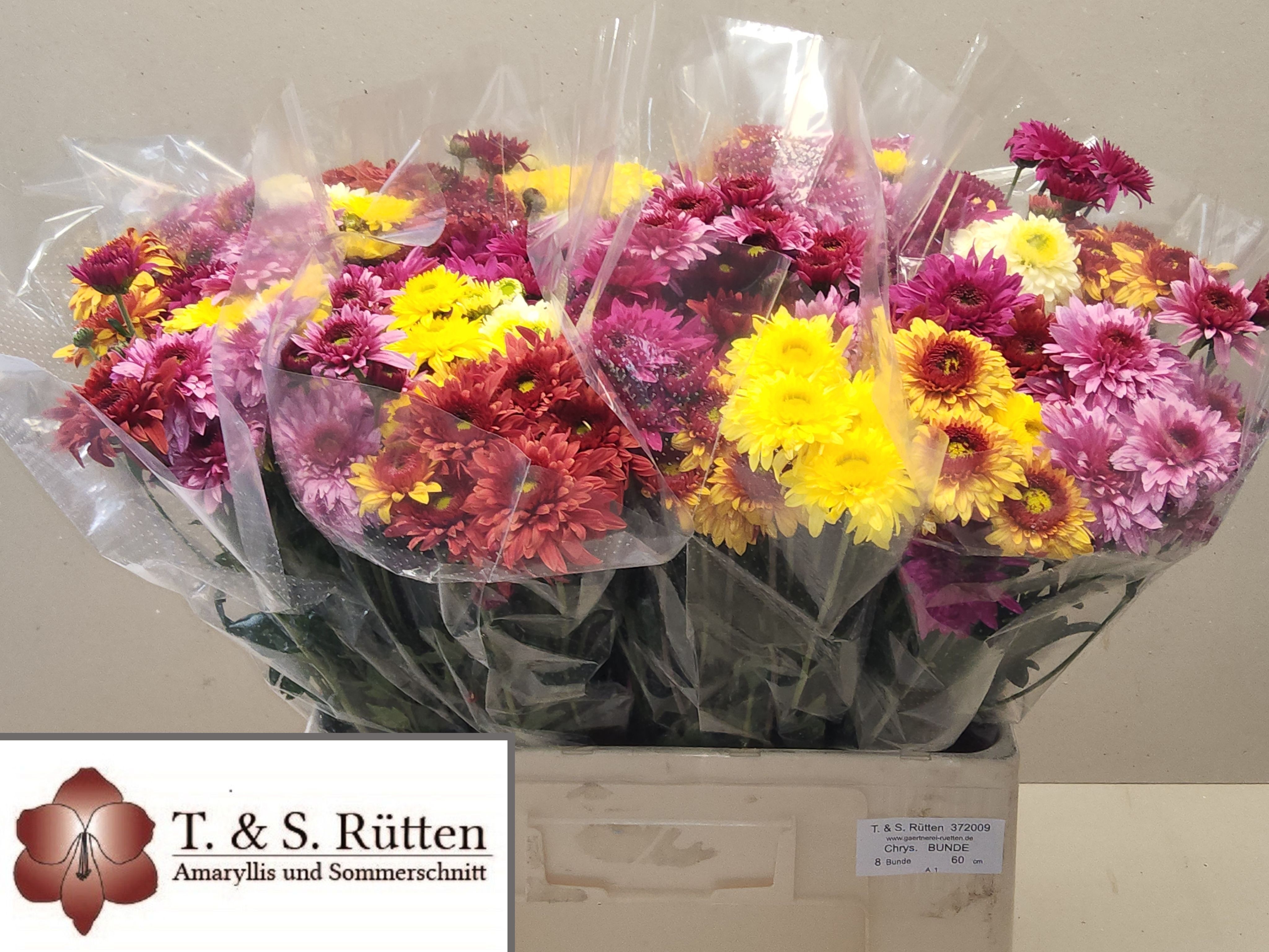 Chrysant Tbs Mixed 275gram