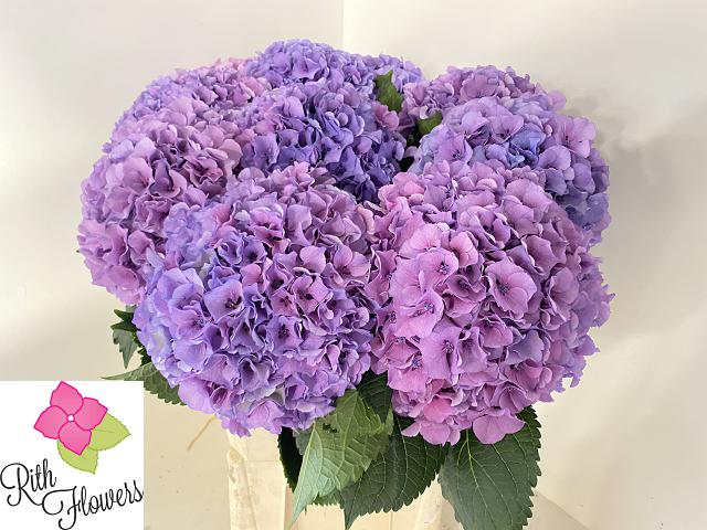 Hydrangea Royal Salute 60cm 20Ø