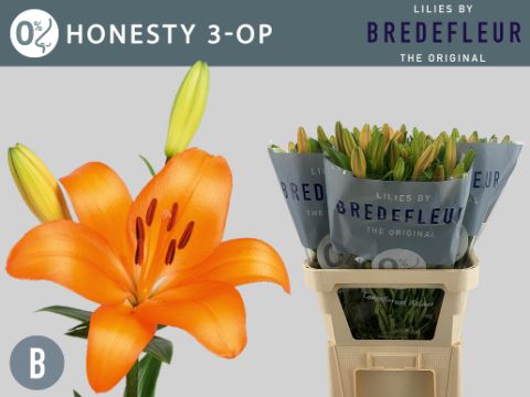 Li La Honesty