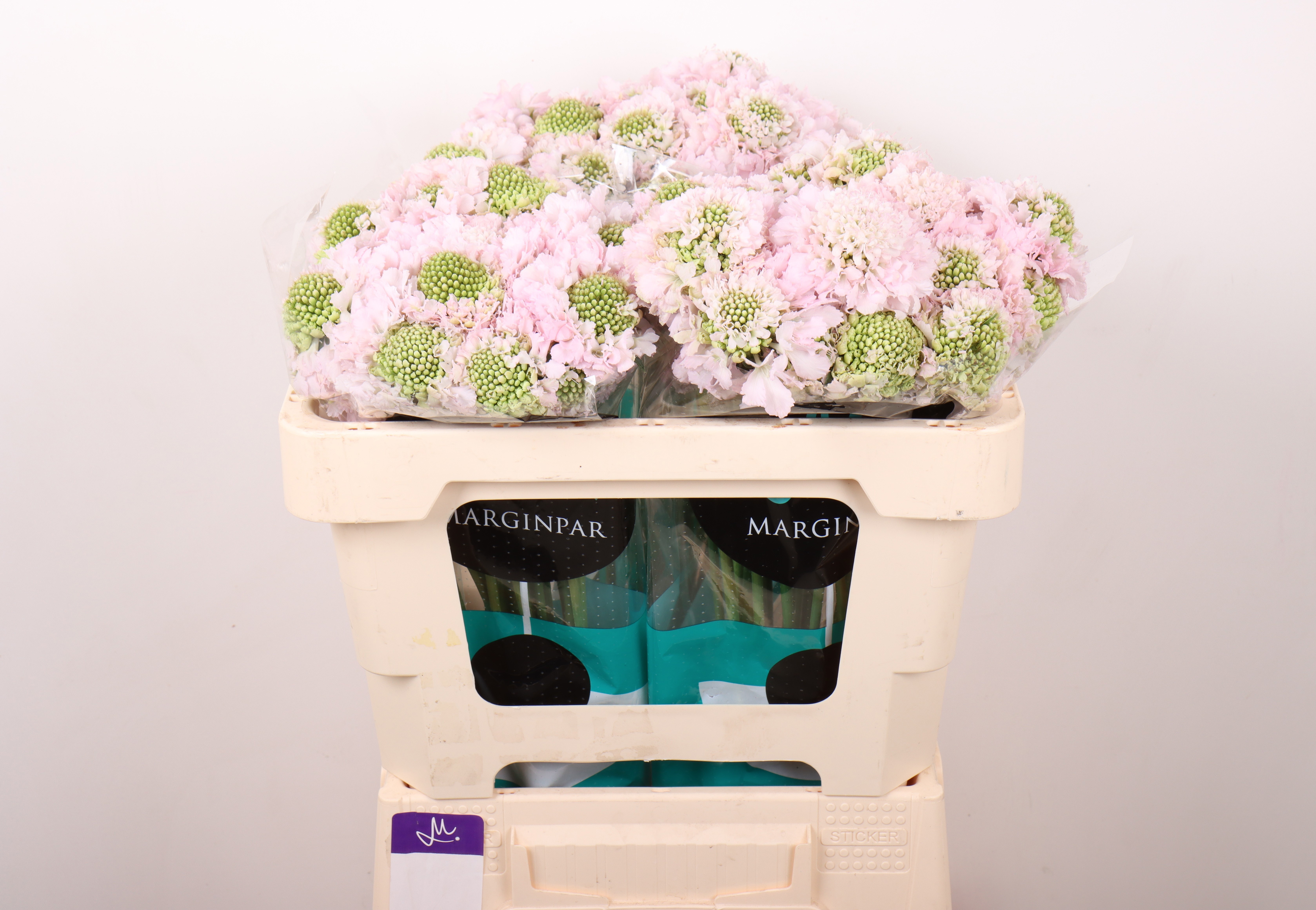 Scabiosa At F Va B Scoop 50cm
