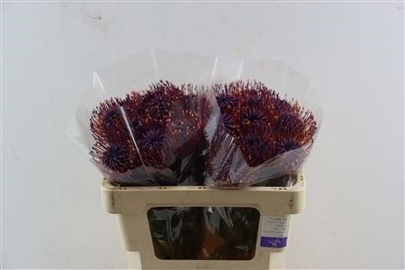 Leucospermum Naomi Painted 50cm