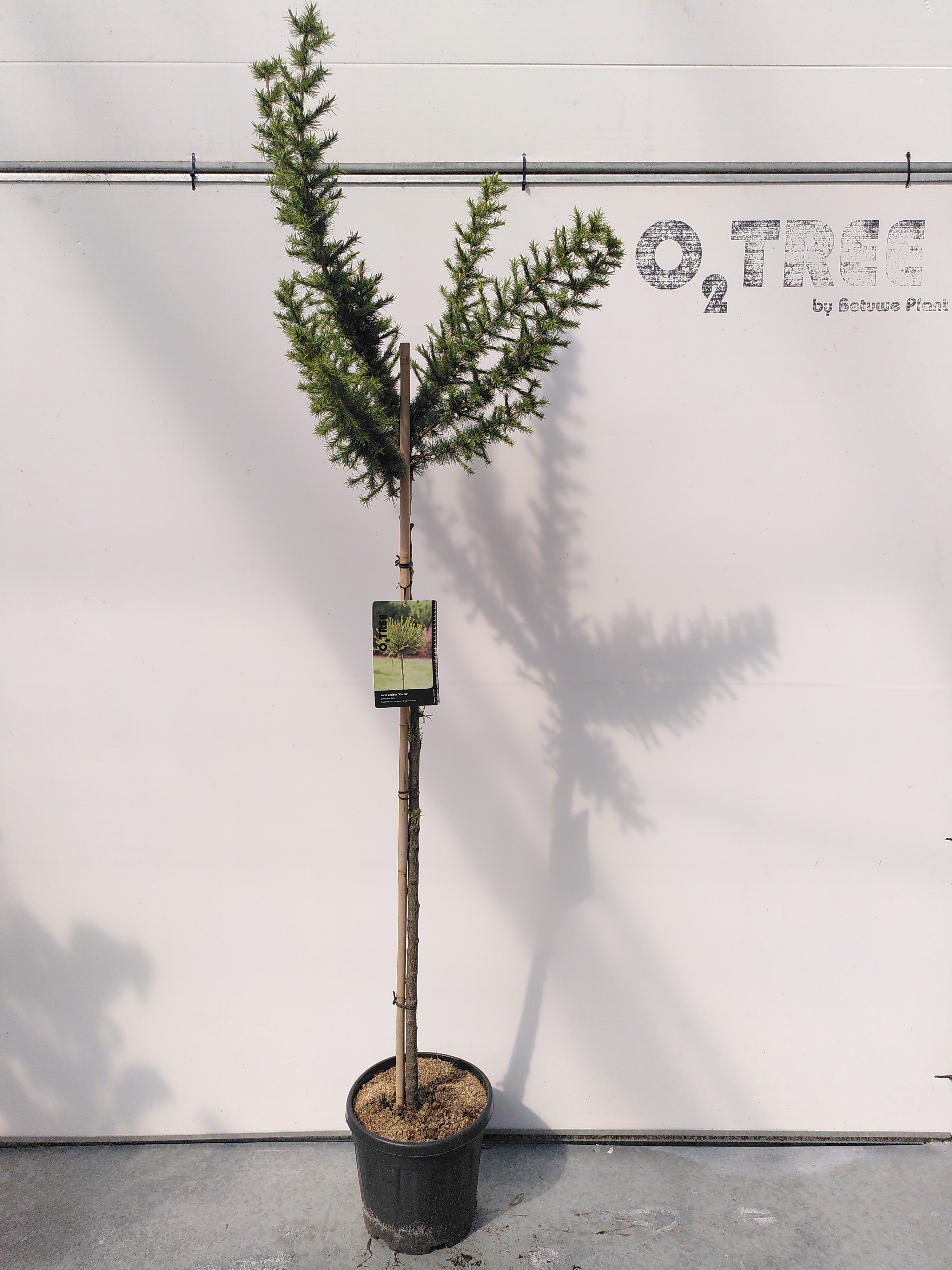 Larix d. 'Kornick' stam