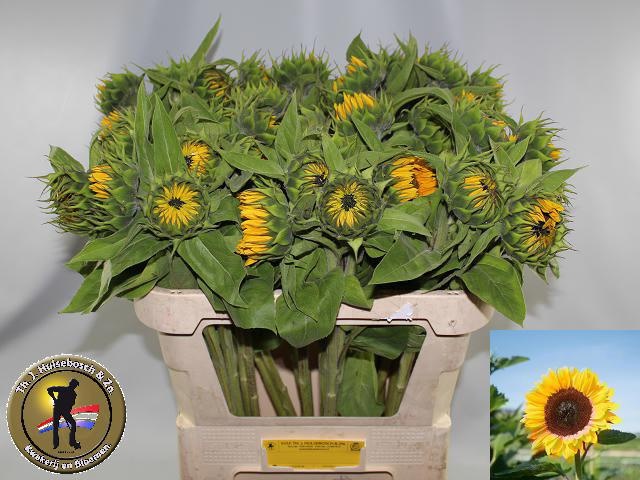 Helian An Sunrich Or
