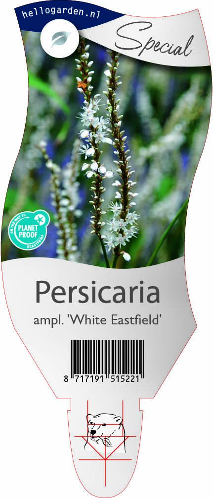 Persicaria a. 'White Eastfield'