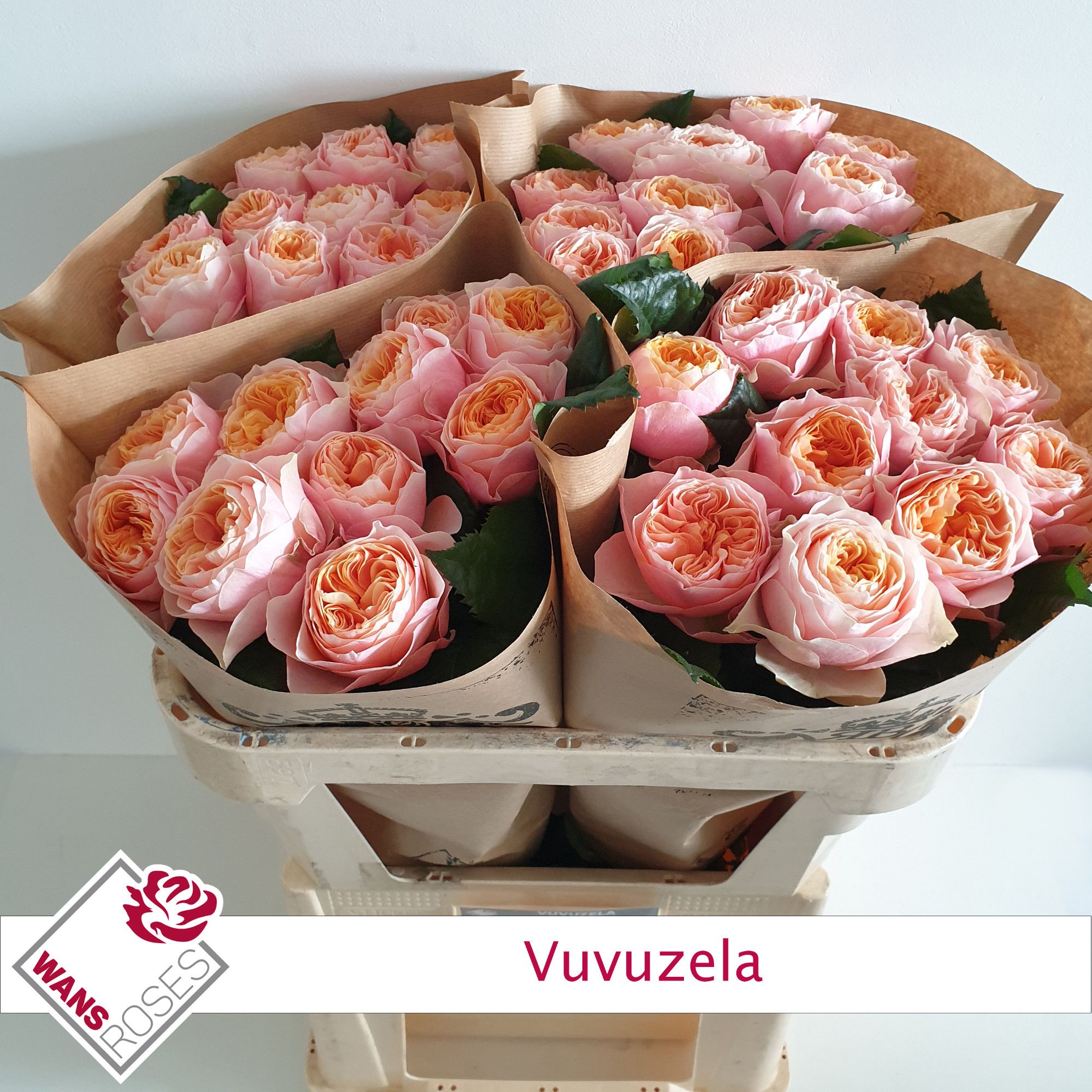 Rosa Garden Vuvuzela 70cm