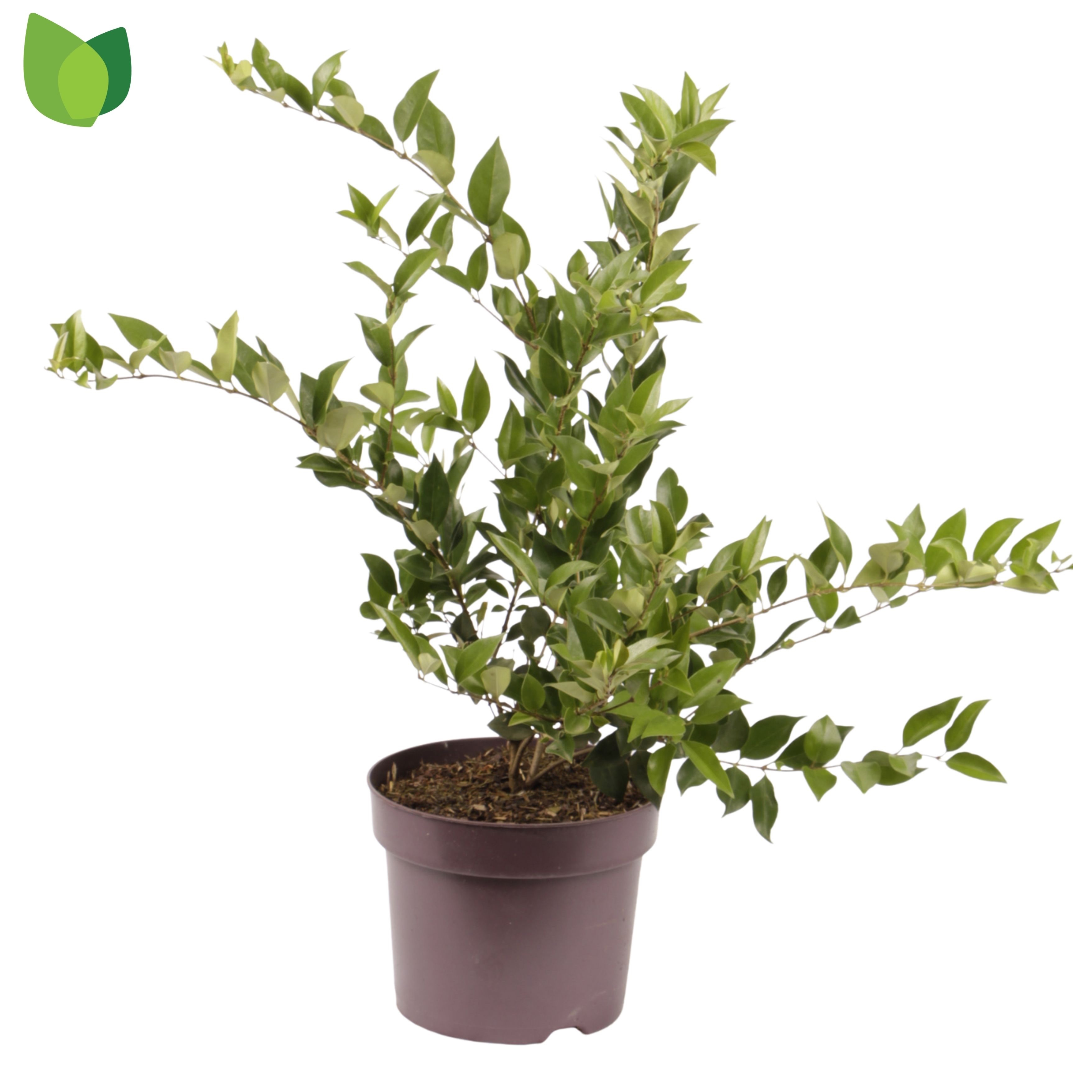 Ligustrum lucidum
