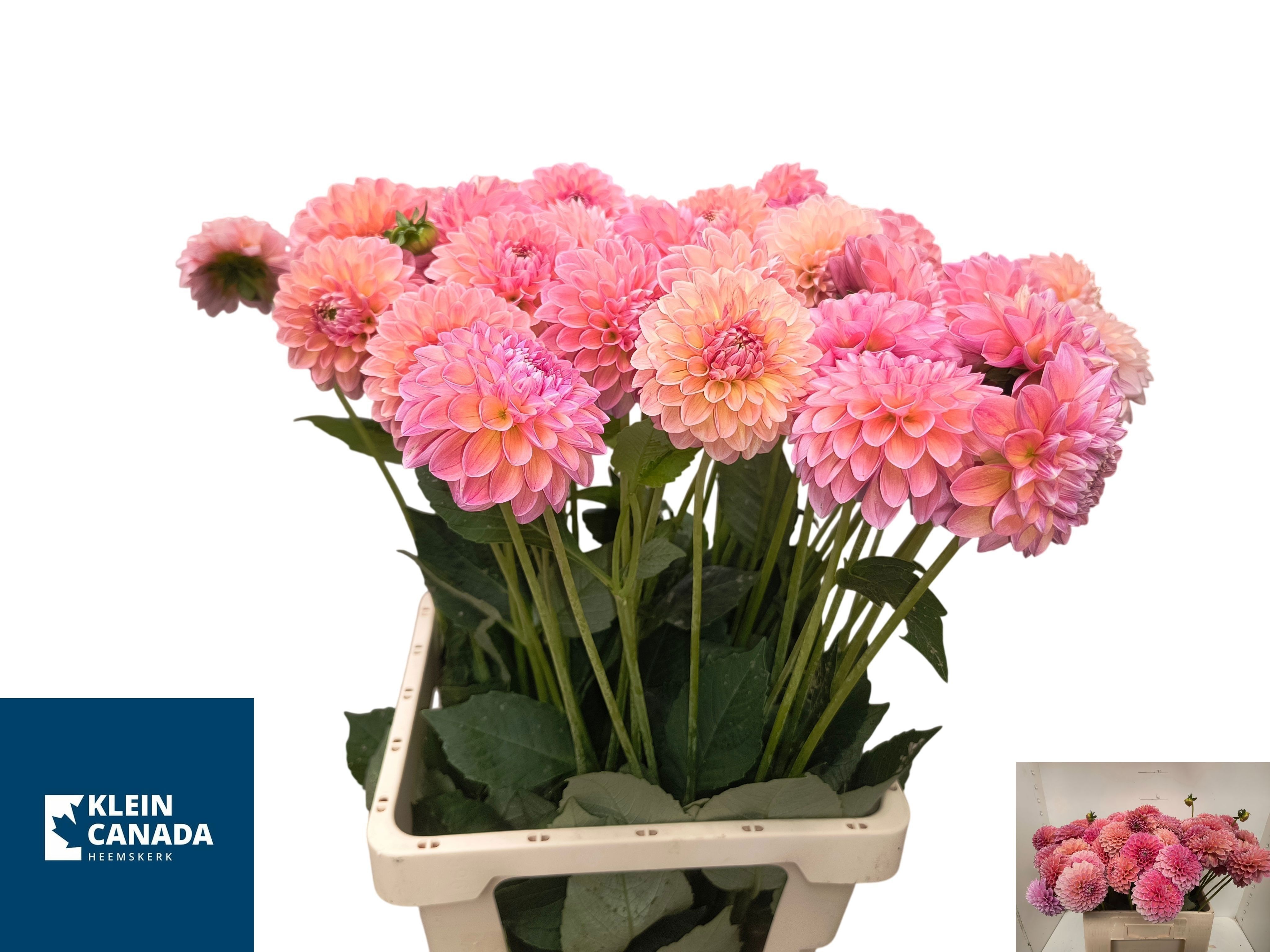 Dahlia Lindas Baby 60cm