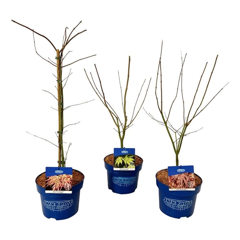 Picture of mixed-shelf Acer JACK FROST® collection