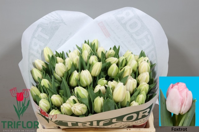 Tulipa Double Foxtrot 31cm 27gram