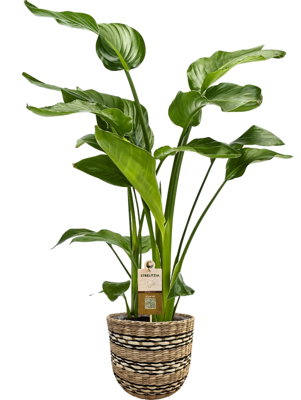 Strelitzia nicolai 3 stek in Nairobi mand