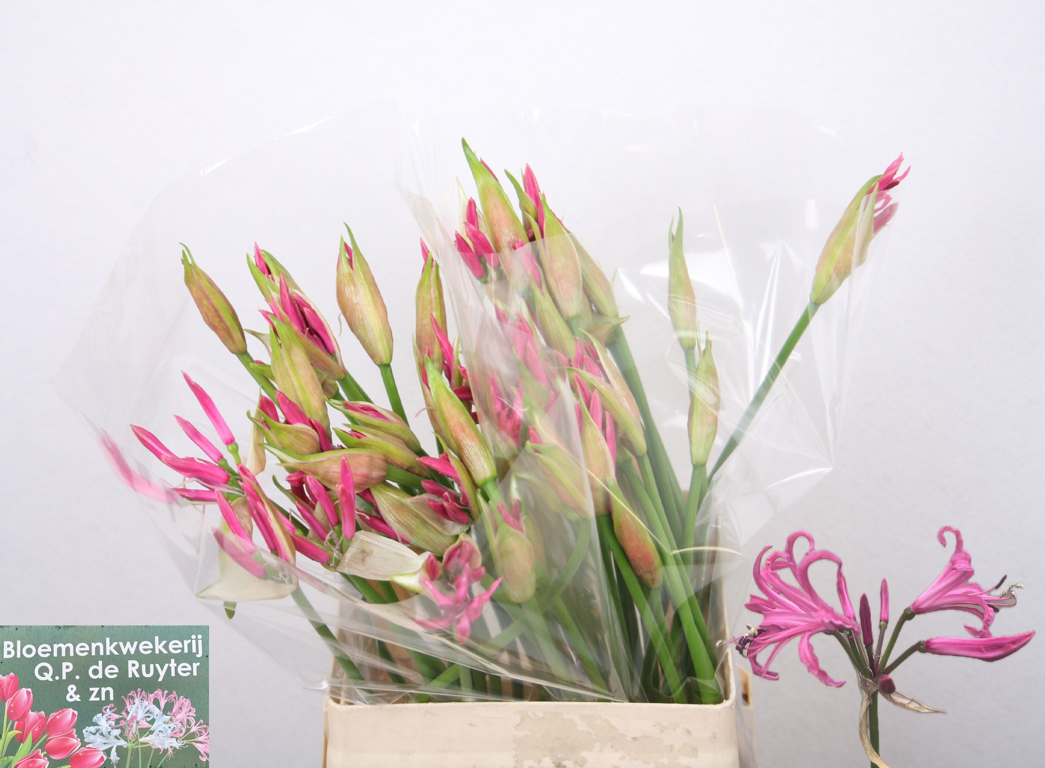 Nerine Ras Van Roon 50cm
