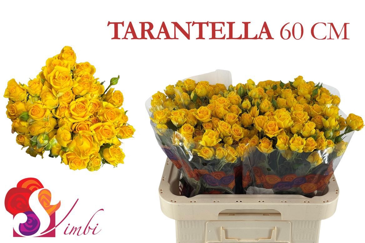 Rosa Spray Tarantella 60cm
