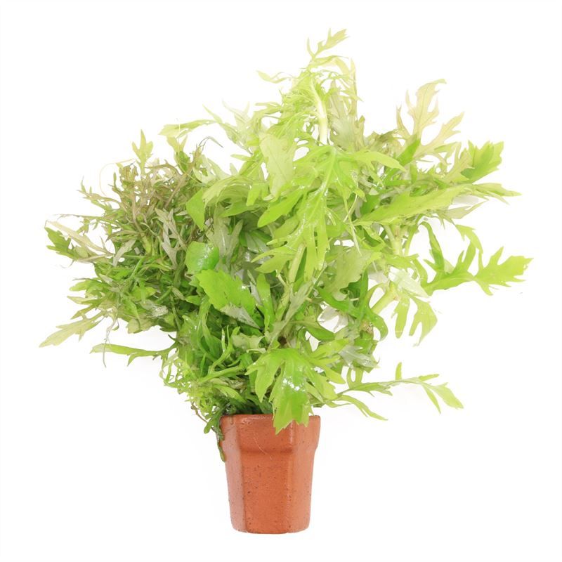 Hygrophila difformis