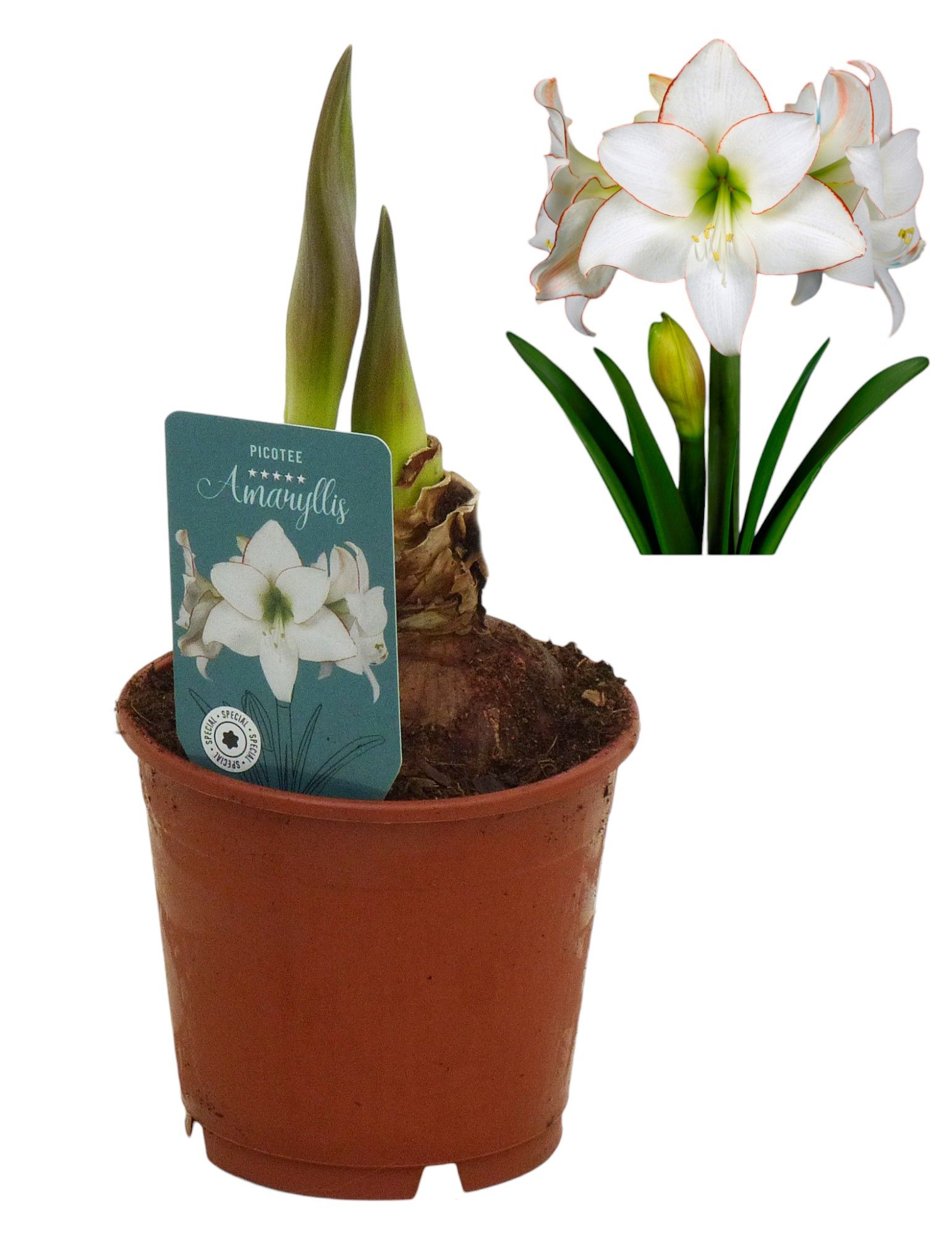 Hippeastrum Picotee exclusief