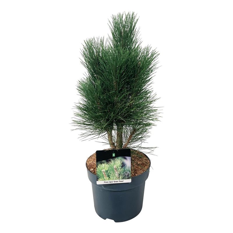 Picture of Pinus nigra 'Green Tower'