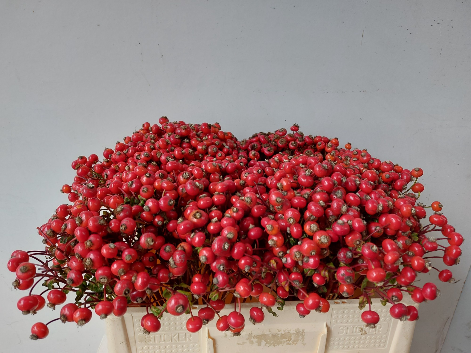 Rosehips Amazing Fantasy 50cm