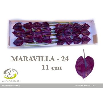 ANTH A MARAVILLA 24 xl.