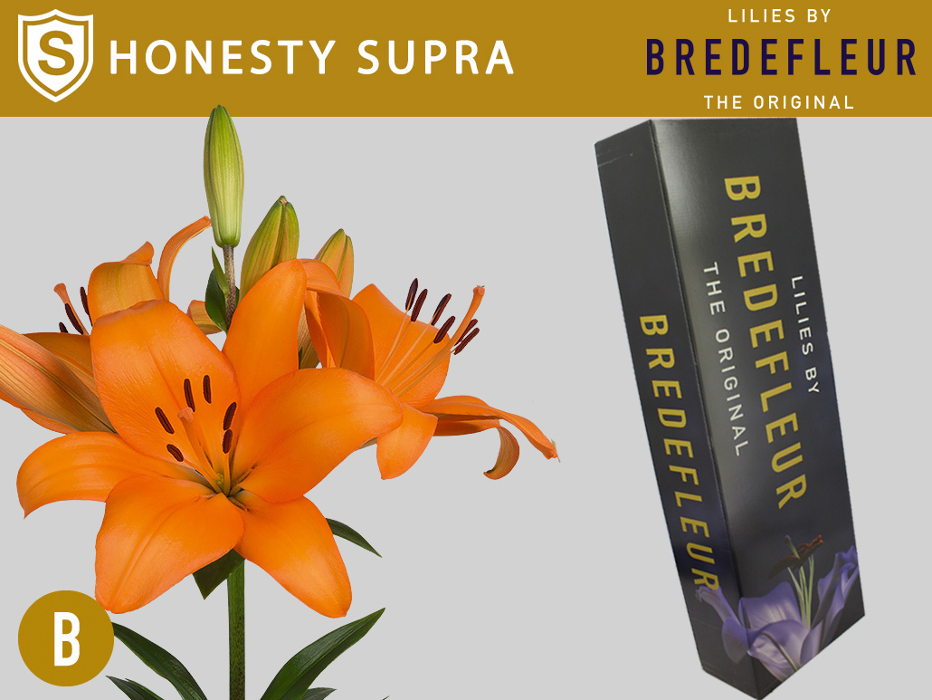 Li La Honesty