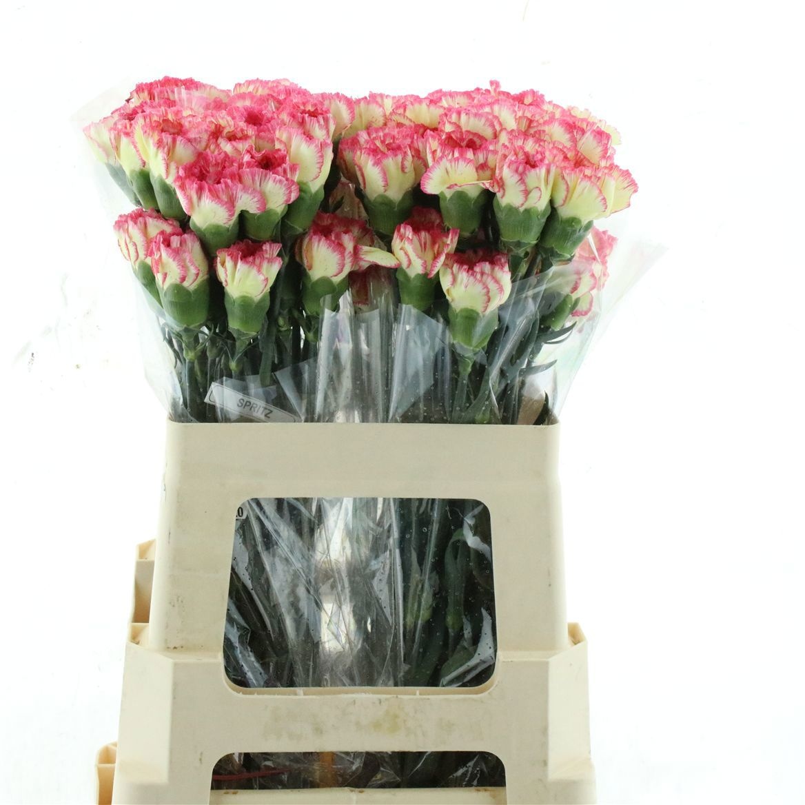 Dianthus St Spritz 50cm