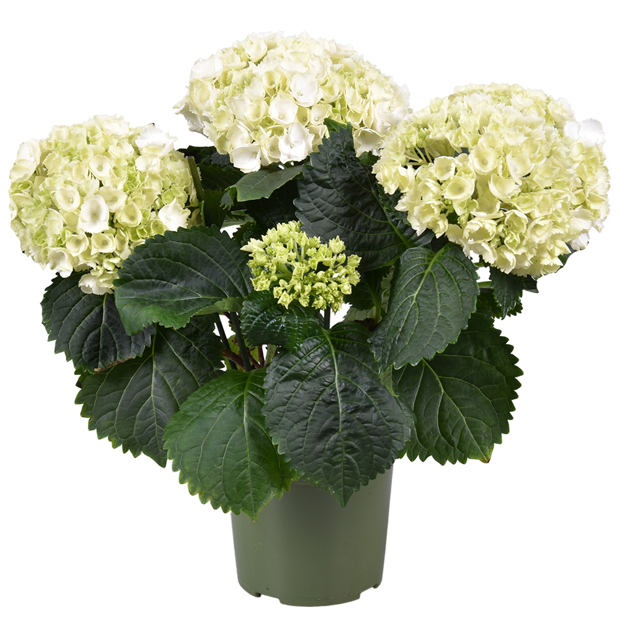Picture of Hydrangea macrophylla wit