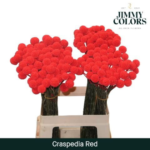 Craspedia L60 Red