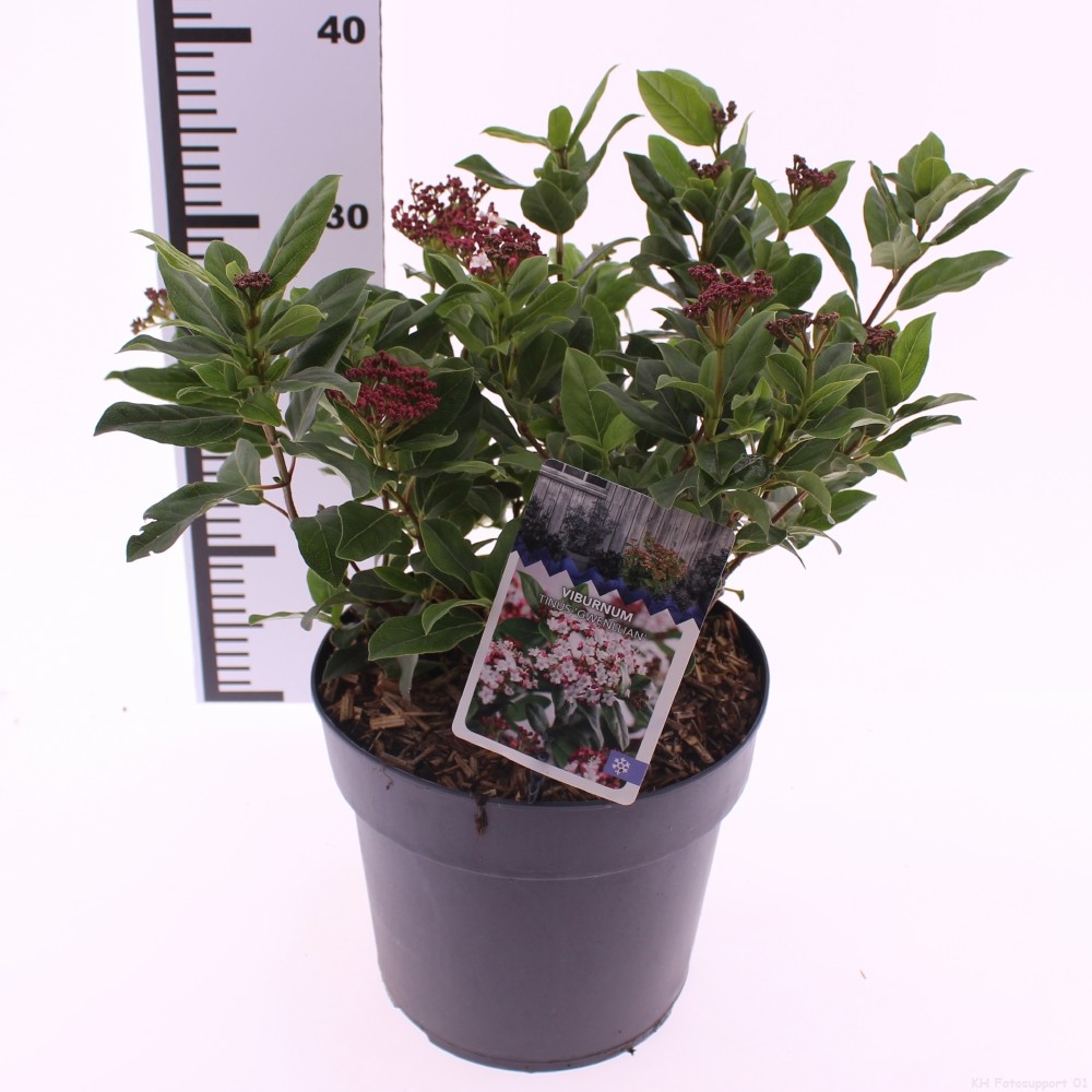 Picture of Viburnum tinus 'Gwenllian'