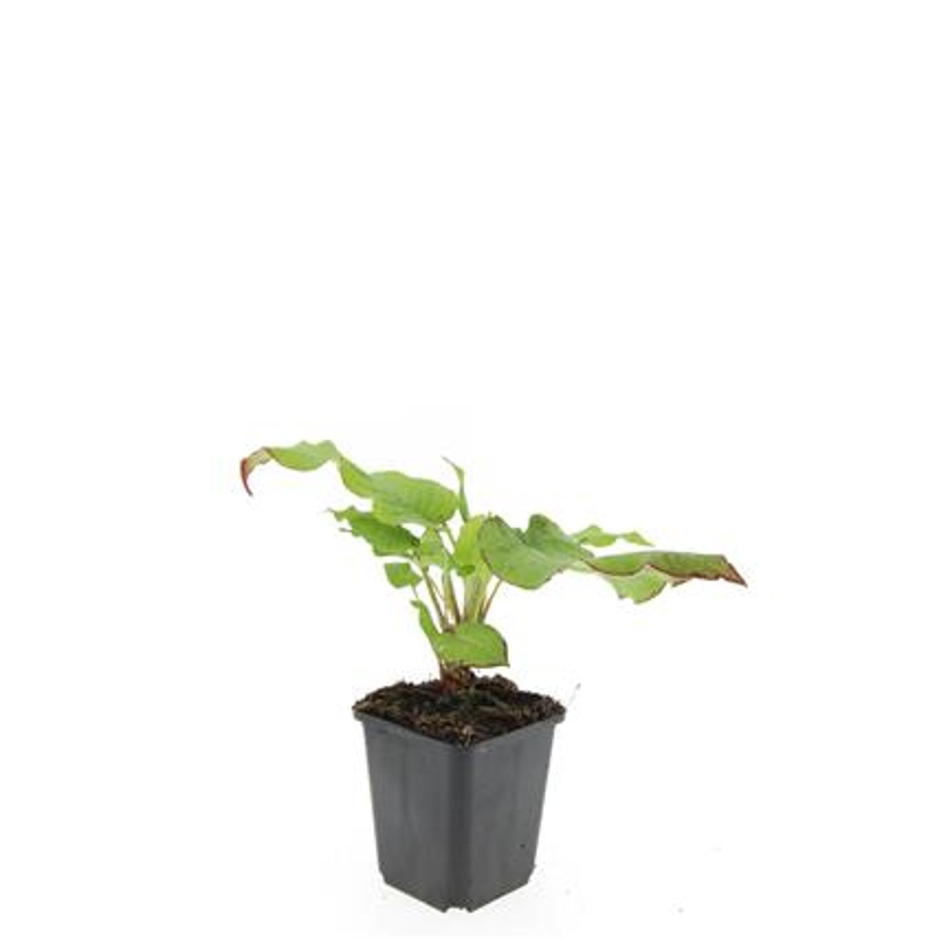 Persicaria amplexicaulis