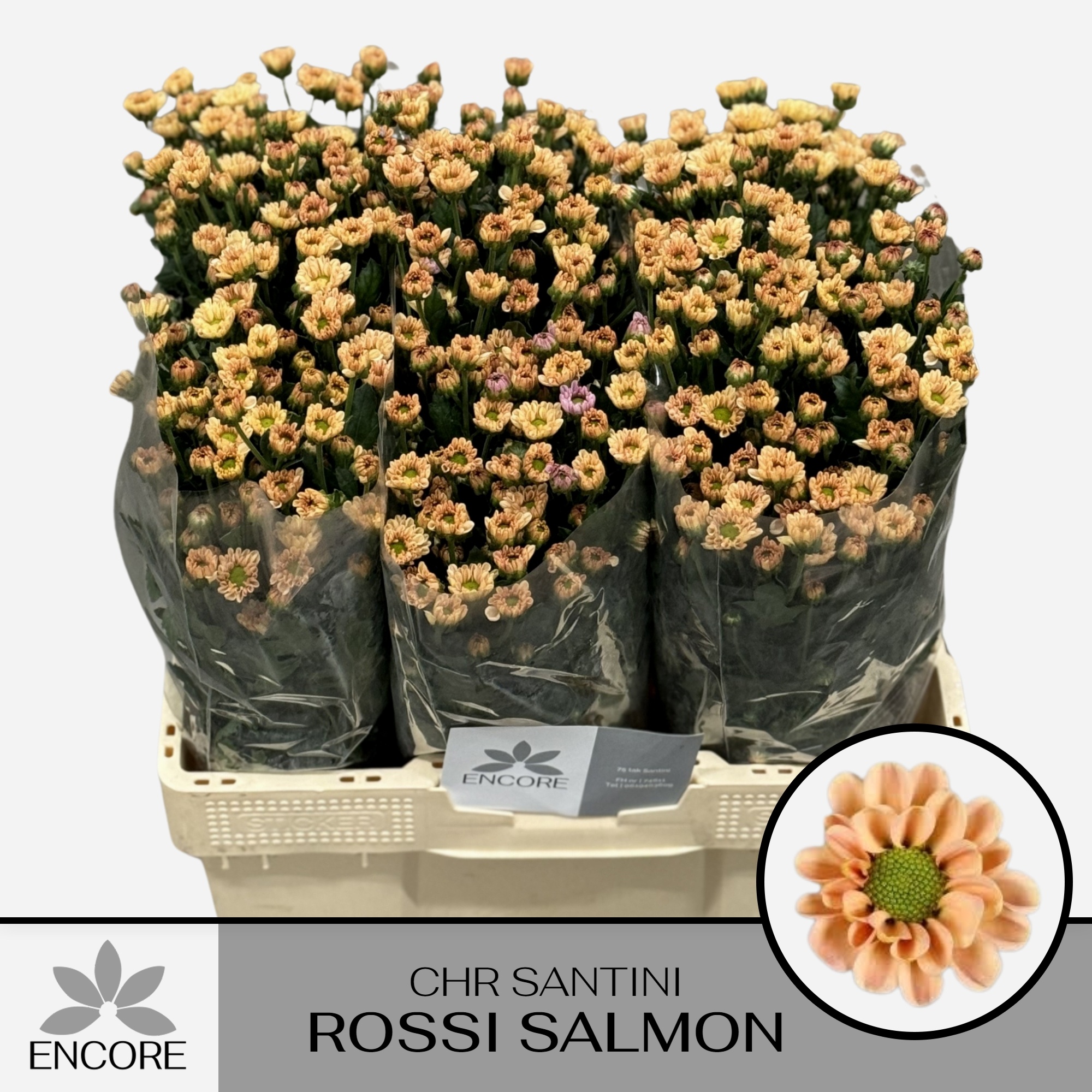 Chrys Santini Rossi Salmon 55cm 800Ø