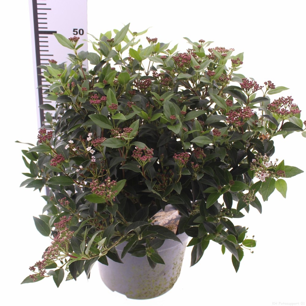 Picture of Viburnum tinus