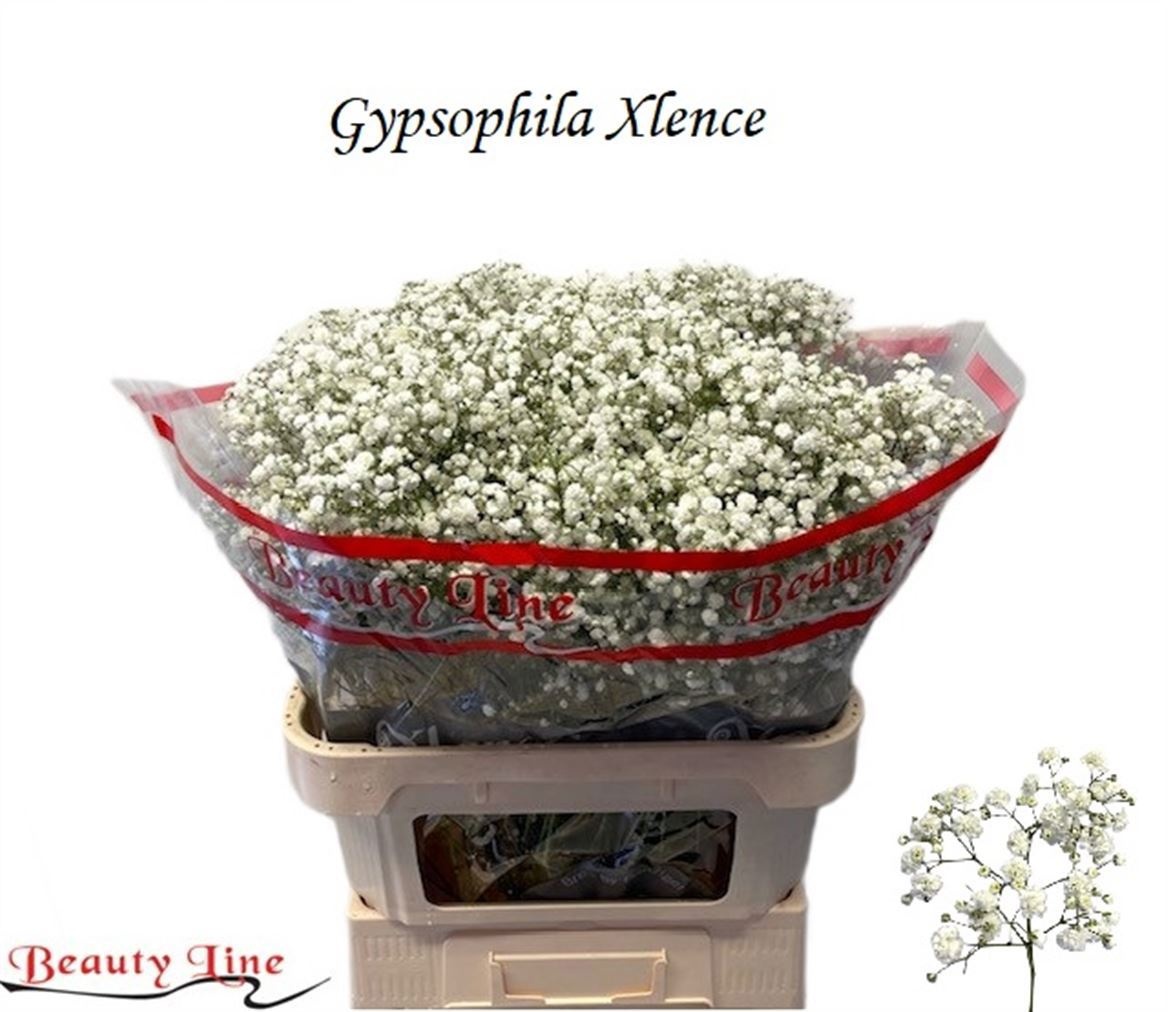 Gypsophila Xlence White 80cm 33gram