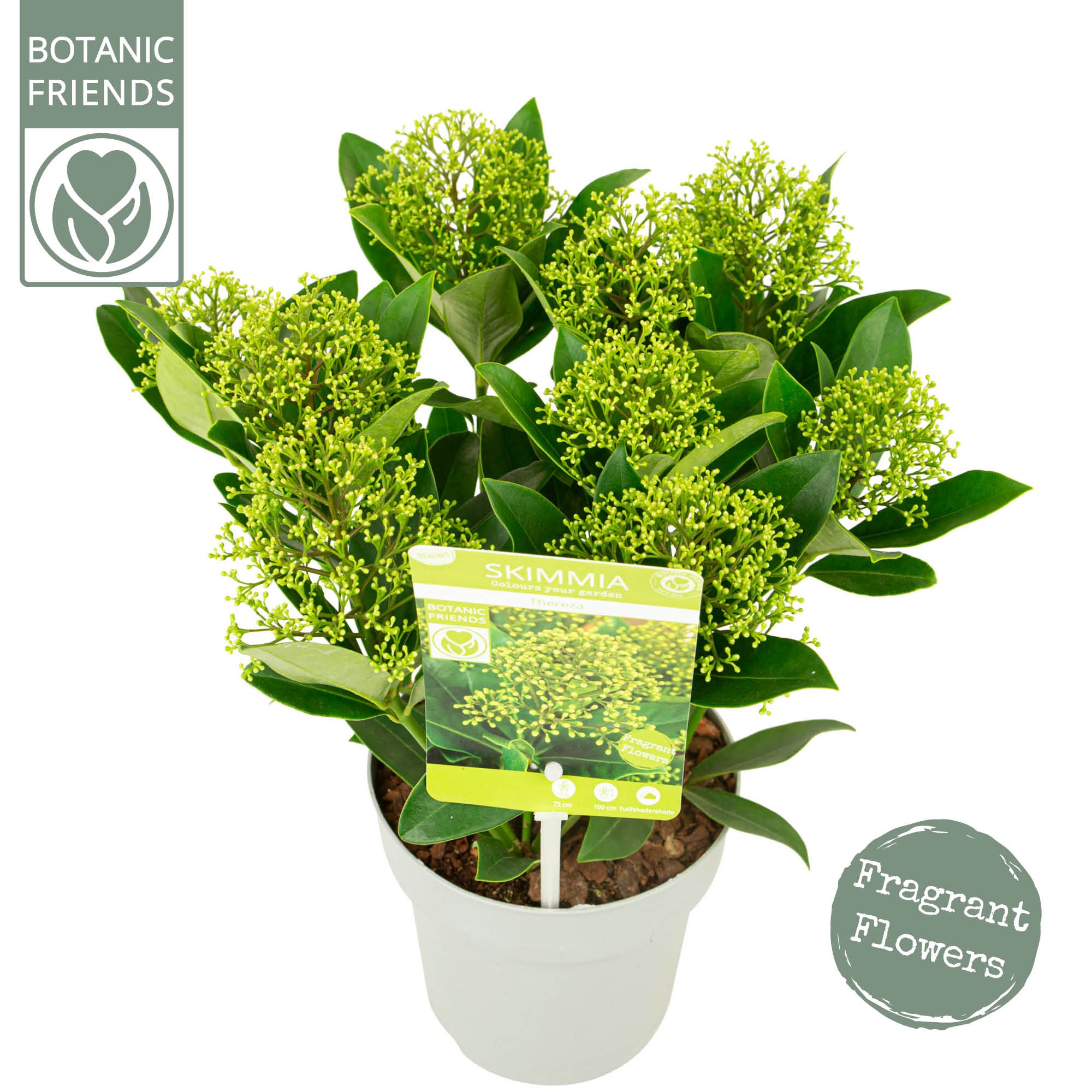 Picture of Skimmia japonica 'Thereza' ®