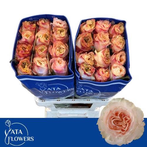 Rosa Princess Crown 50cm