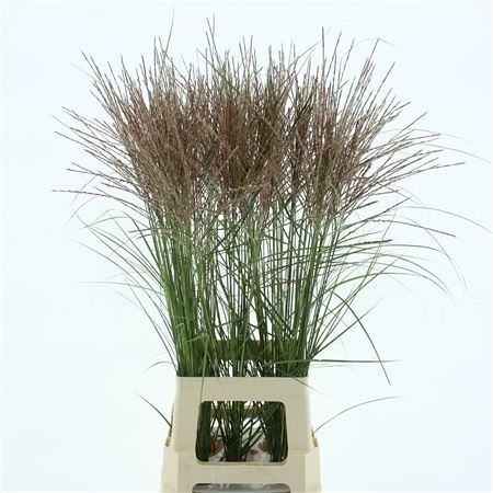 Miscanthus Rotfeder 80cm