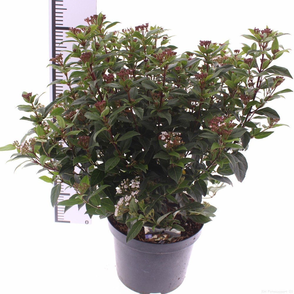 Picture of Viburnum tinus 'Ladybird' PBR