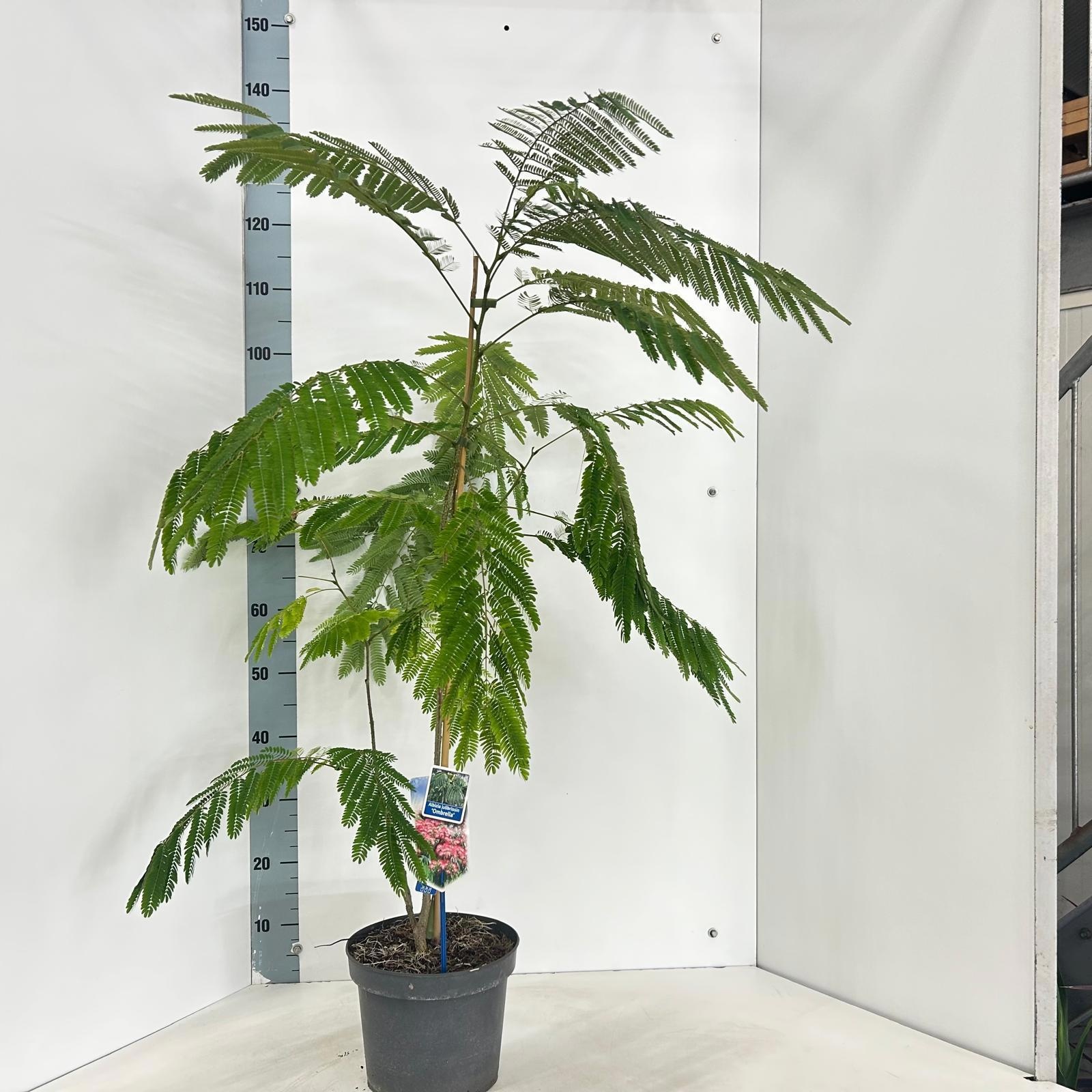 Albizia julibrissin Ombrella ('Boubri') boubripbr