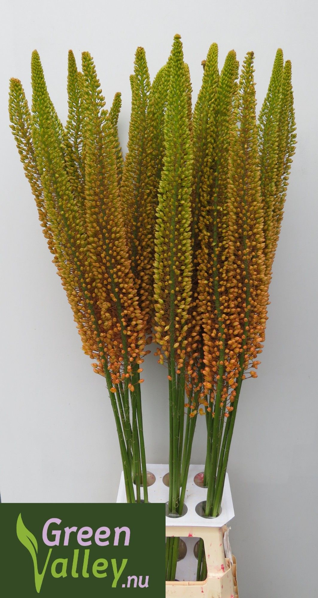 Eremurus Emmy Ro