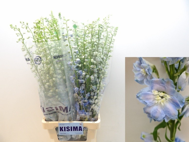 Delphinium El Magical Fount Skybl Whitebee 90cm