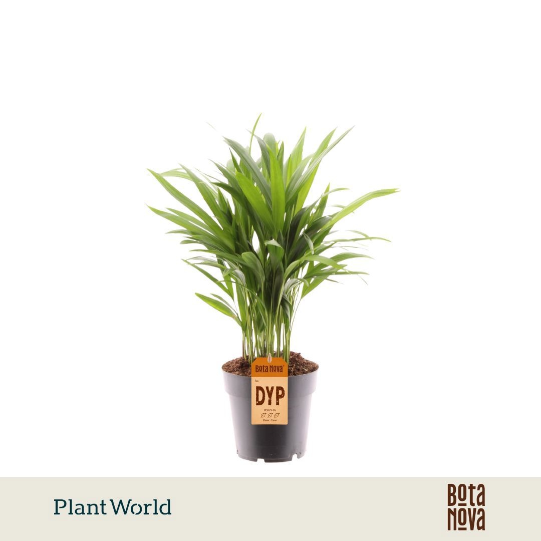 Dypsis Lutescens areca
