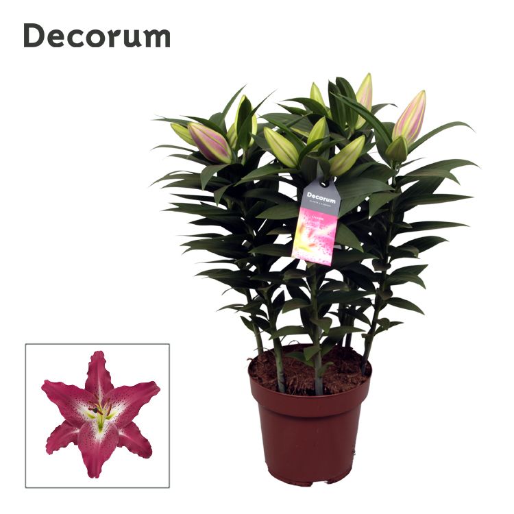 Picture of Lilium oriental Entertainer 5PP Decorum P19 55CM