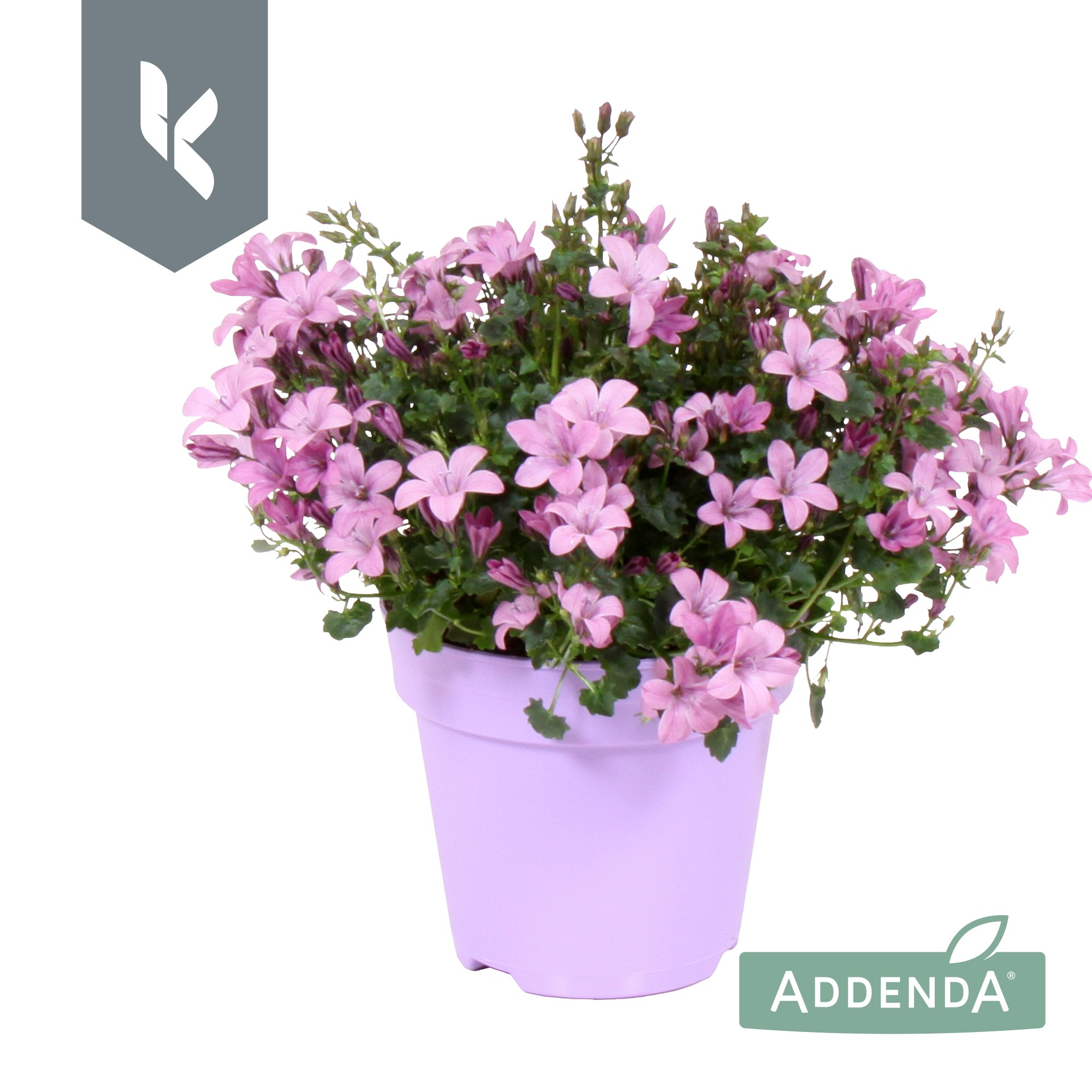 Picture of Campanula Ambella Pink P10.5 TON-SUR-TON