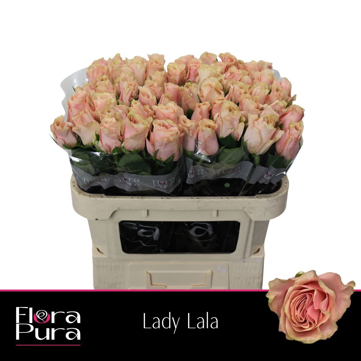 R Gr Lady Lala