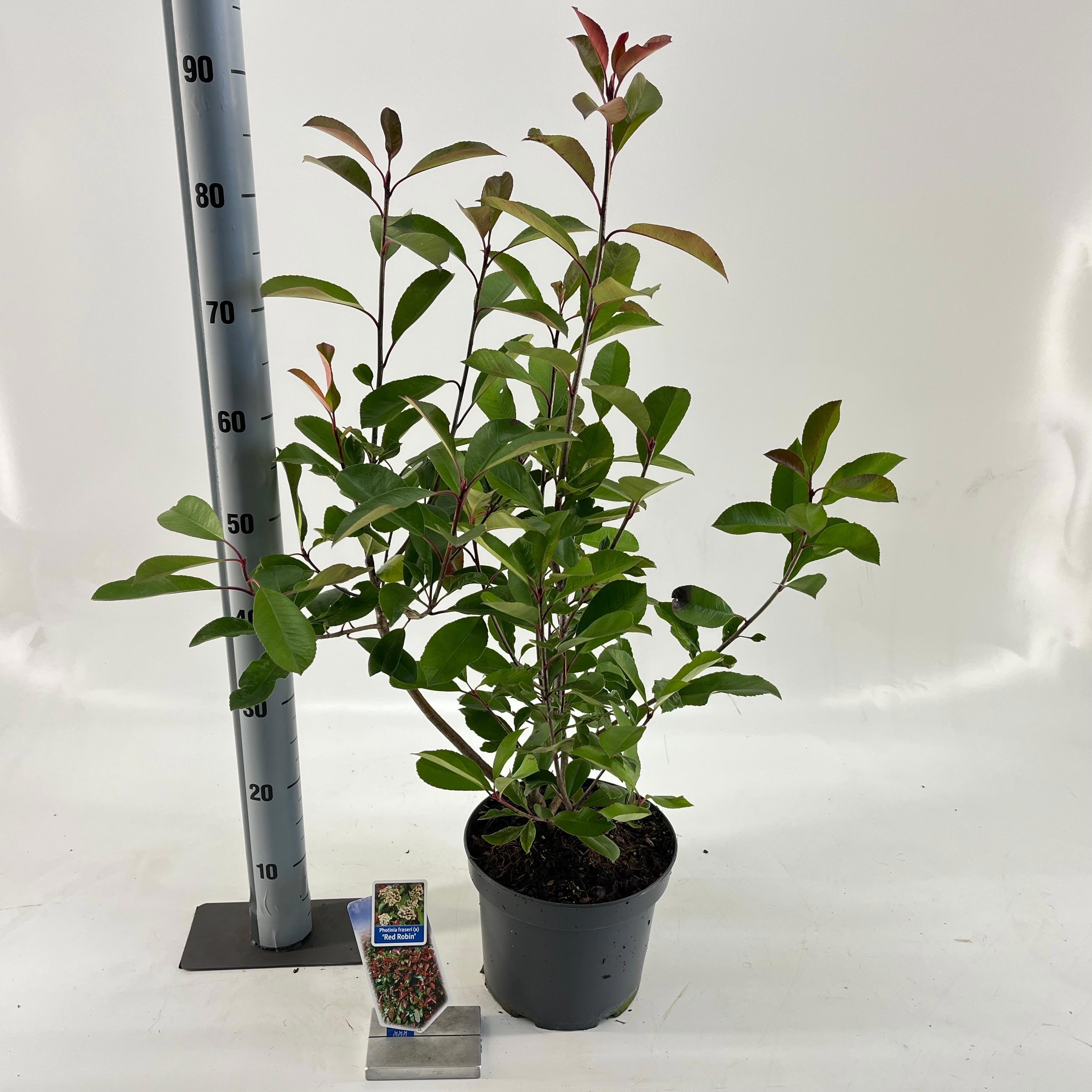Picture of Photinia fraseri 'Red Robin'