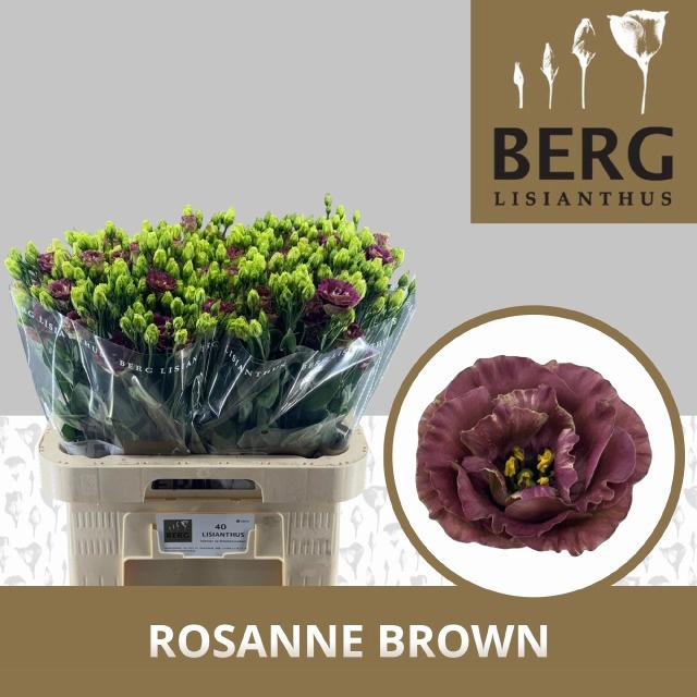 Eus G Rosan Dp Brown