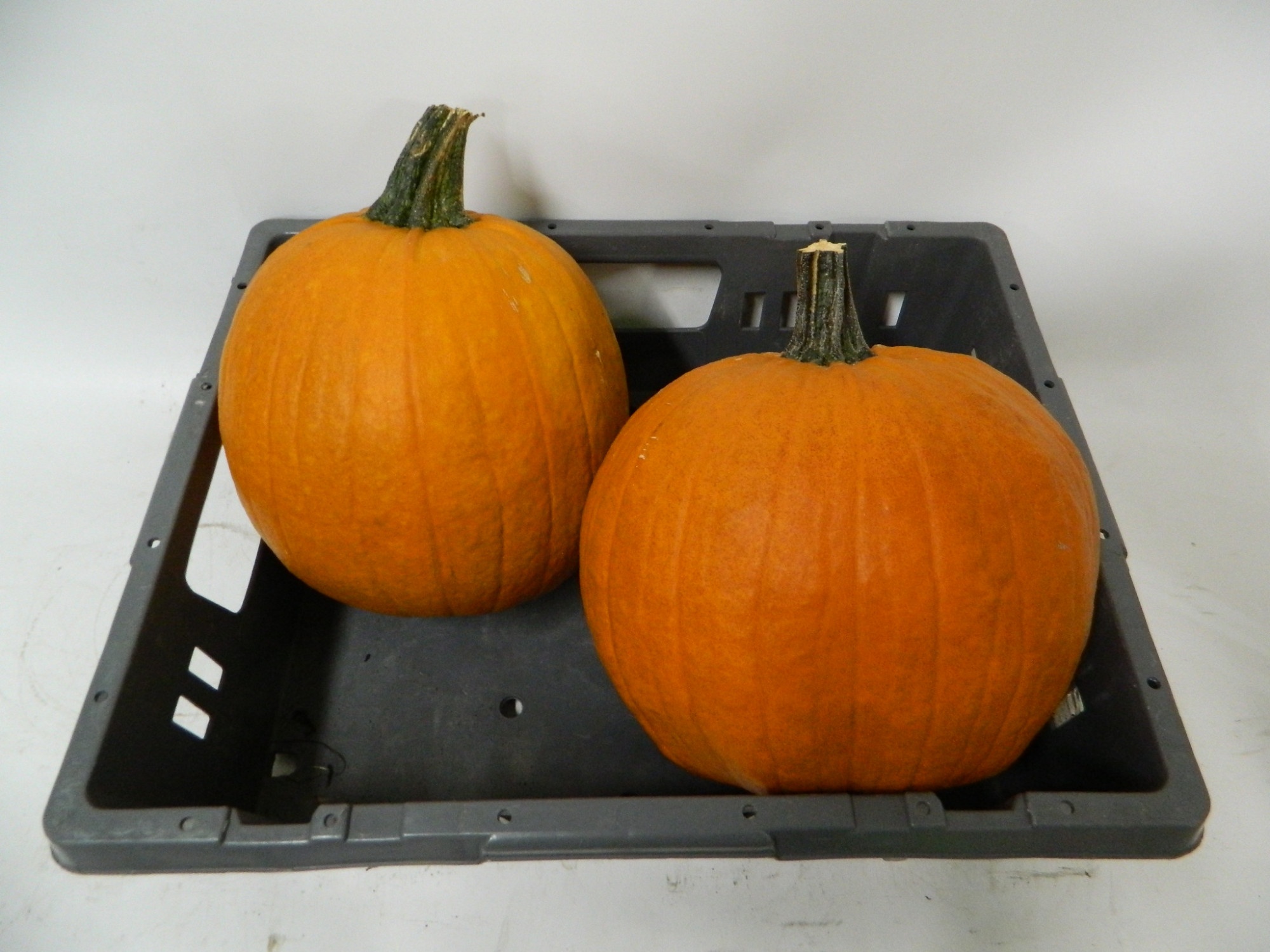 Cuc Maxima Halloween