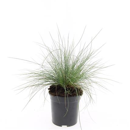 Picture of Festuca glauca Elijah Blue P14