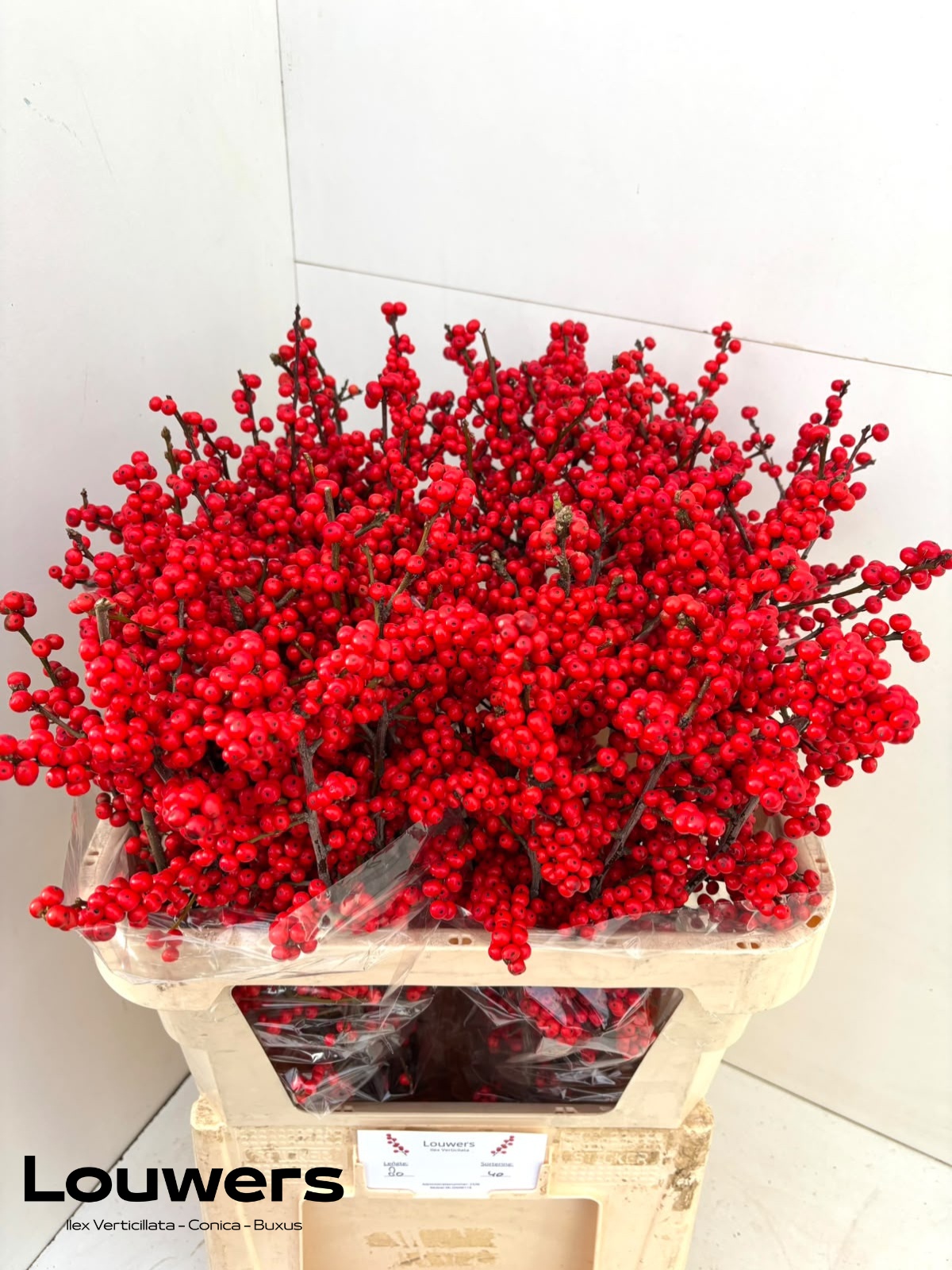 Ilex Verticlilata 80cm