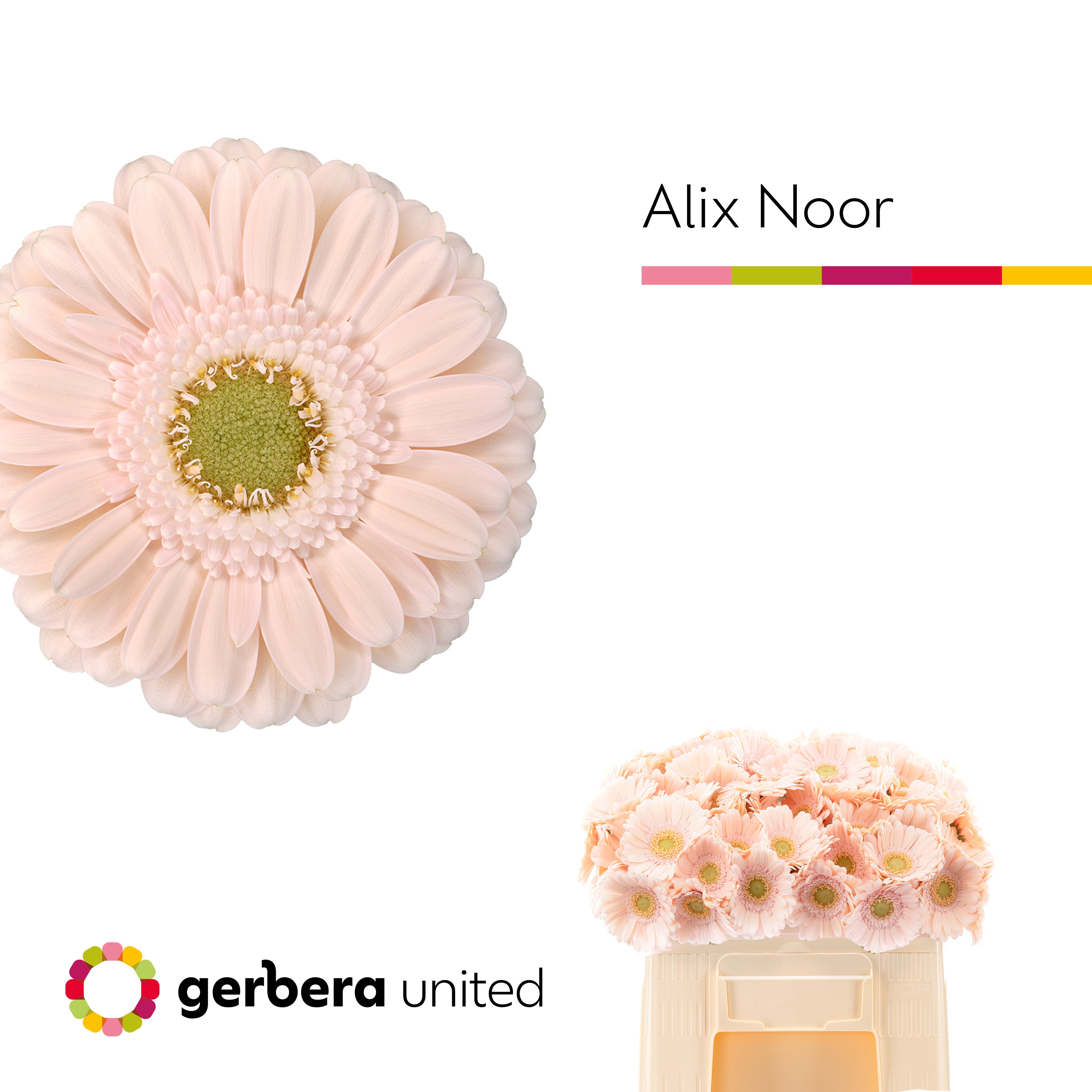 Gerbera Mini Alix-noor