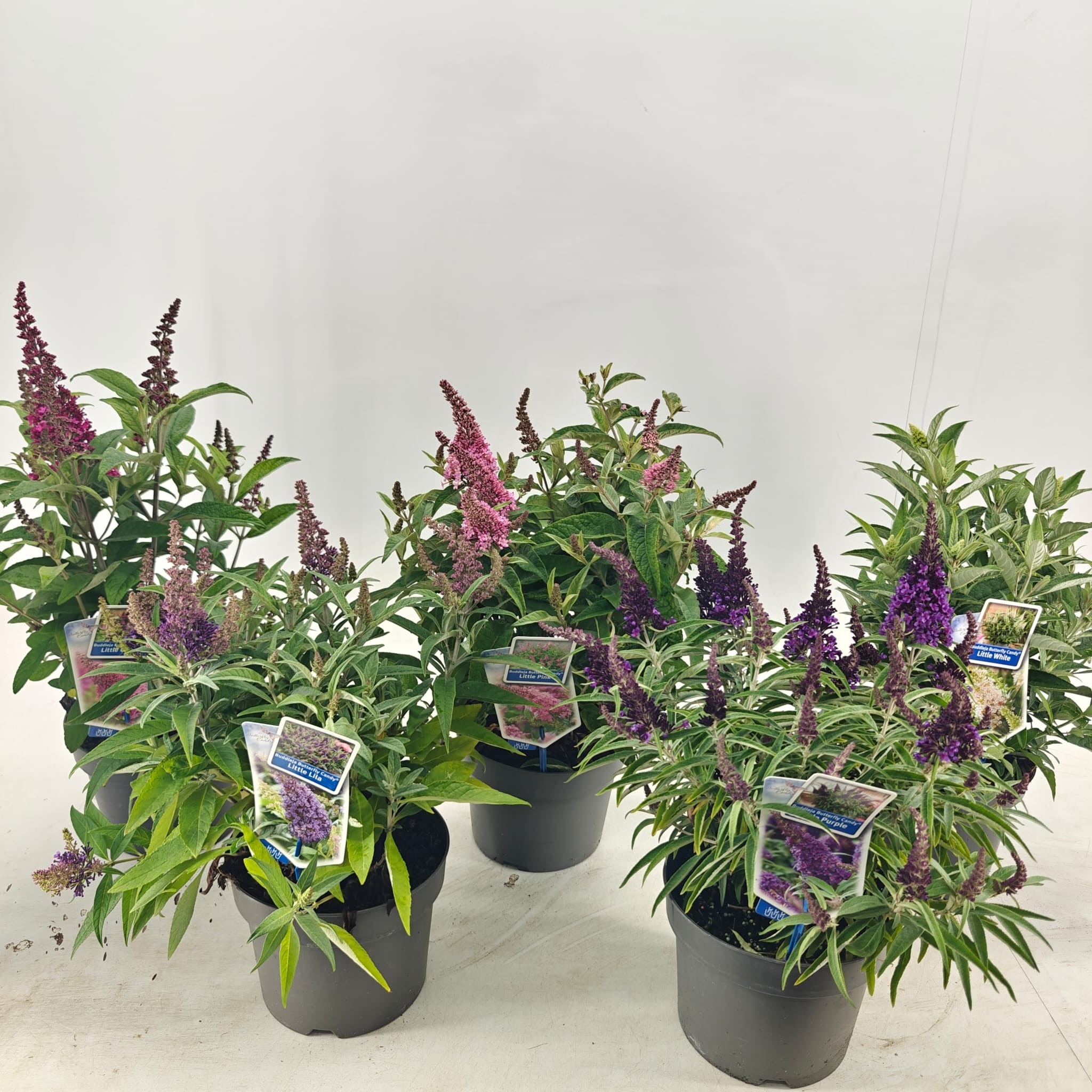 Picture of Buddleja d. Butt. Candy® mix P19 (minimum order one layer)