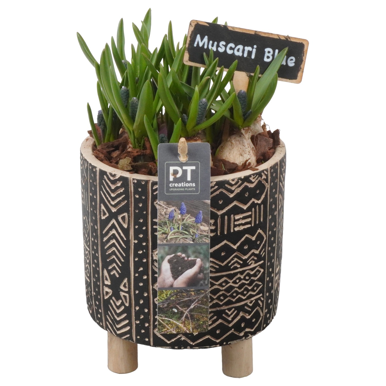 Picture of PTMB1077 Arrangement Muscari in concrete pot P13 22CM